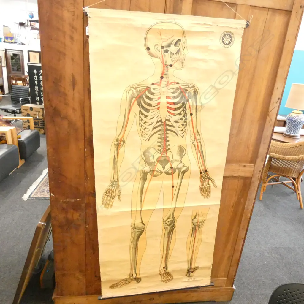 VINTAGE ST. JOHNS MEDICAL CHART L. 1600MM  Image 1++