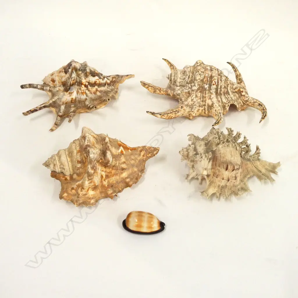 4 SEA SHELLS INCLUDES TO SPIDER SHELLS Image 1++