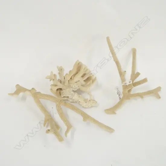 3 PCES CORAL