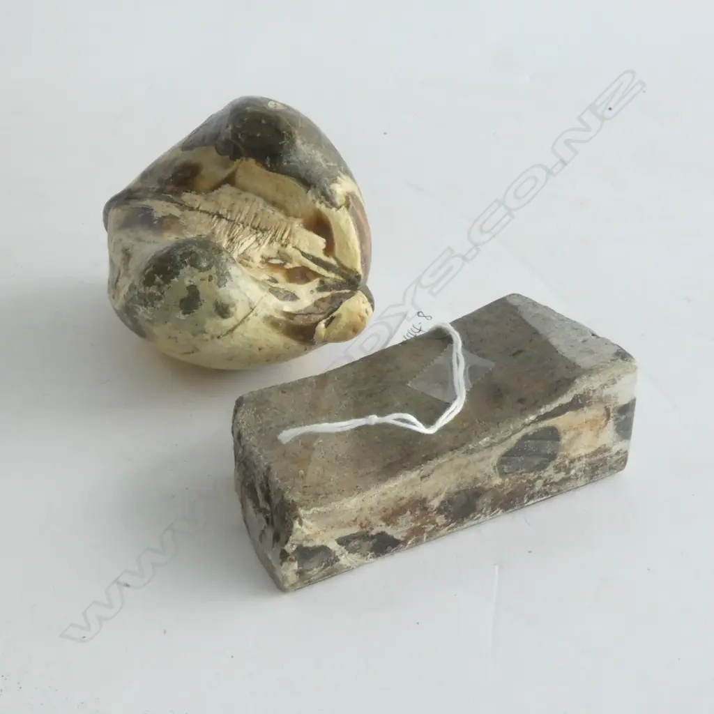 FOSSILIZED CLAM SHELL L.95mm + OLD SHARPENING STONE + FLAX BAG Image 1++