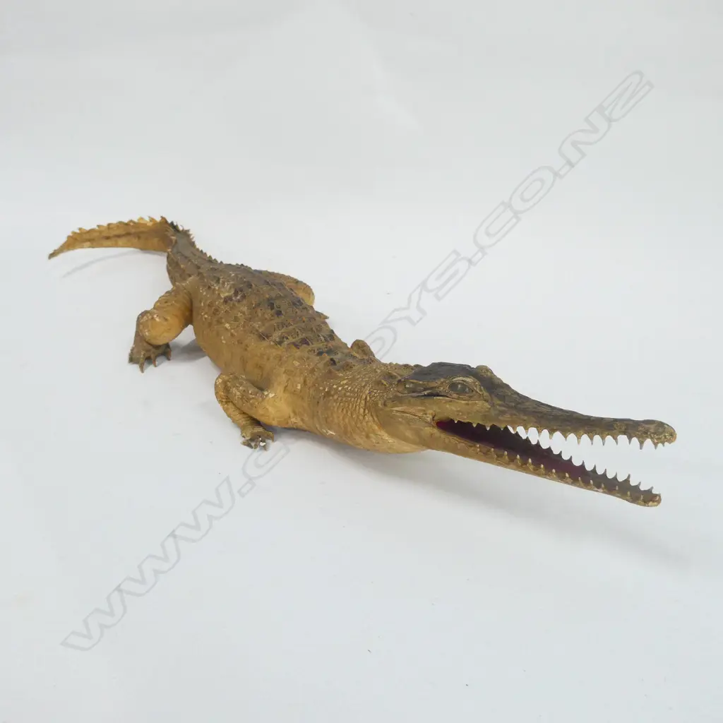 FRESH WATER BABY ALLIGATOR L640MM  Image 1++