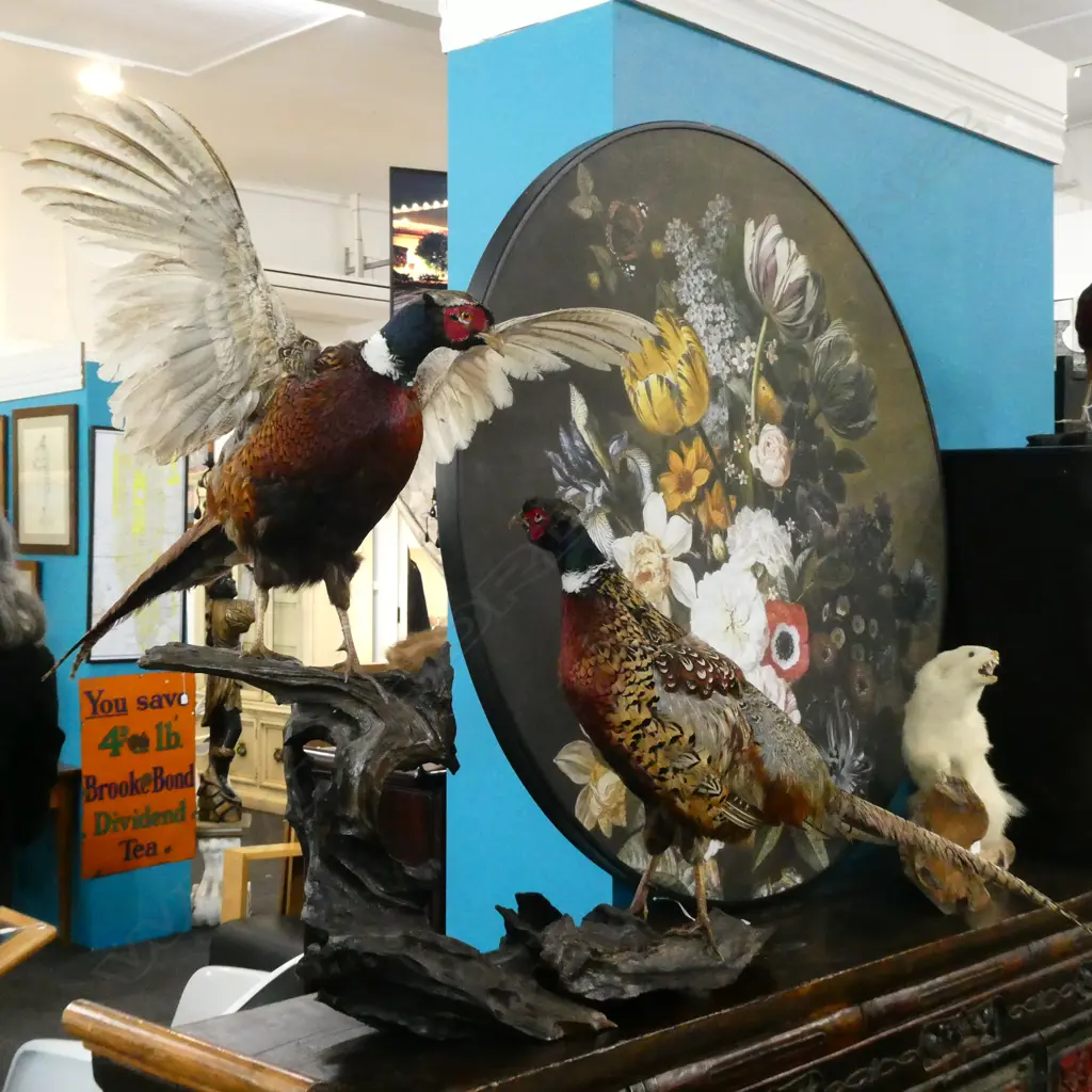 2 TAXIDERMY PHEASANTS ROOSTER IN FLIGHT STANDING ON WOOD BRANCH  L1100MM  Image 1++