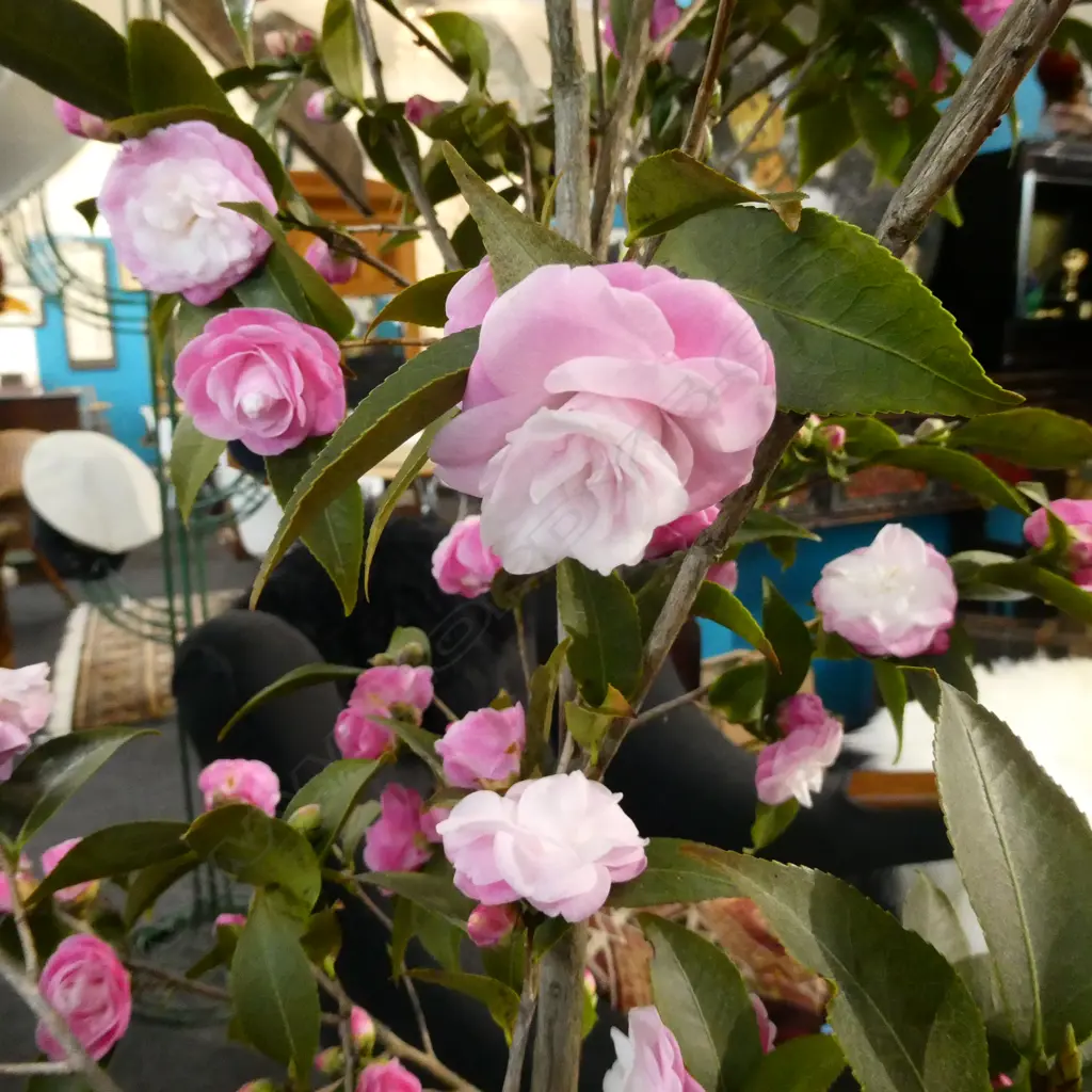 PAIR OF CAMELIA TREES IN FRENCH STYLE POTS Image 1++