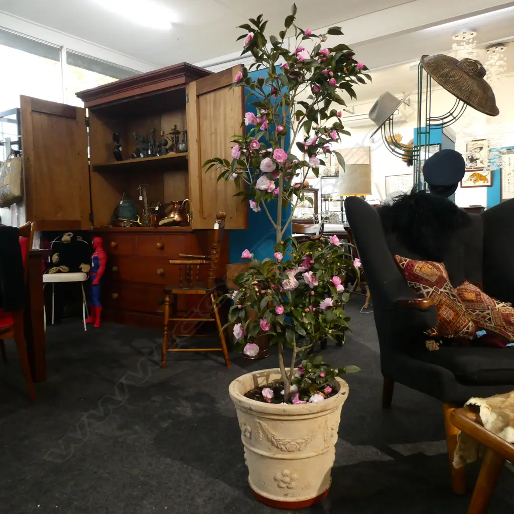 PAIR OF CAMELIA TREES IN FRENCH STYLE POTS Image 1++