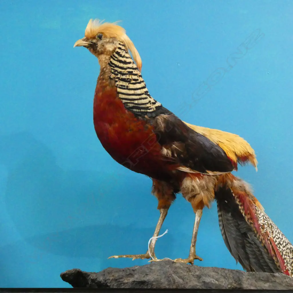 LADY AMHERST'S PHEASANT TAXIDERMY LOOSE TAIL STANDING ON WOOD CHUNK H1400MM L850MM Image 1++