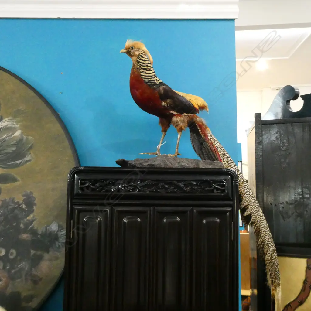 LADY AMHERST'S PHEASANT TAXIDERMY LOOSE TAIL STANDING ON WOOD CHUNK H1400MM L850MM Image 1++