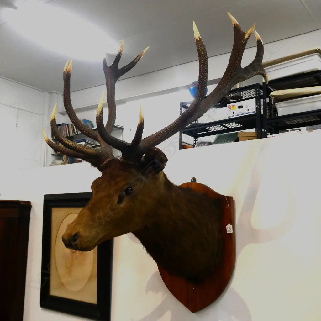 TAXIDERMY RED DEER STAG HEAD  SHIELD MOUNT 14 POINT ANTLERS H1300MM Image 1++