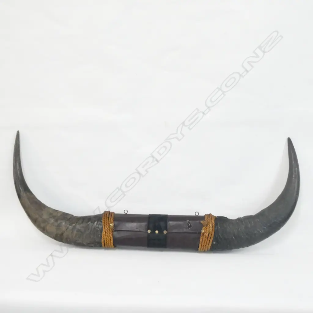 PR LGE MOUNTED BUFFALO HORNS L.1000mm Image 1++
