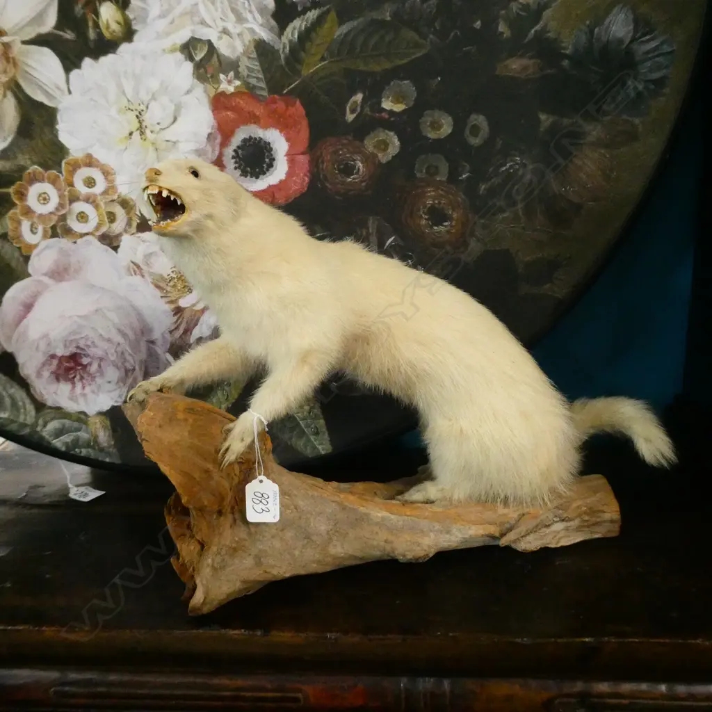 SHORT TAILED WHITE WEASEL SNARLING ON BRANCH L400MM  Image 1++