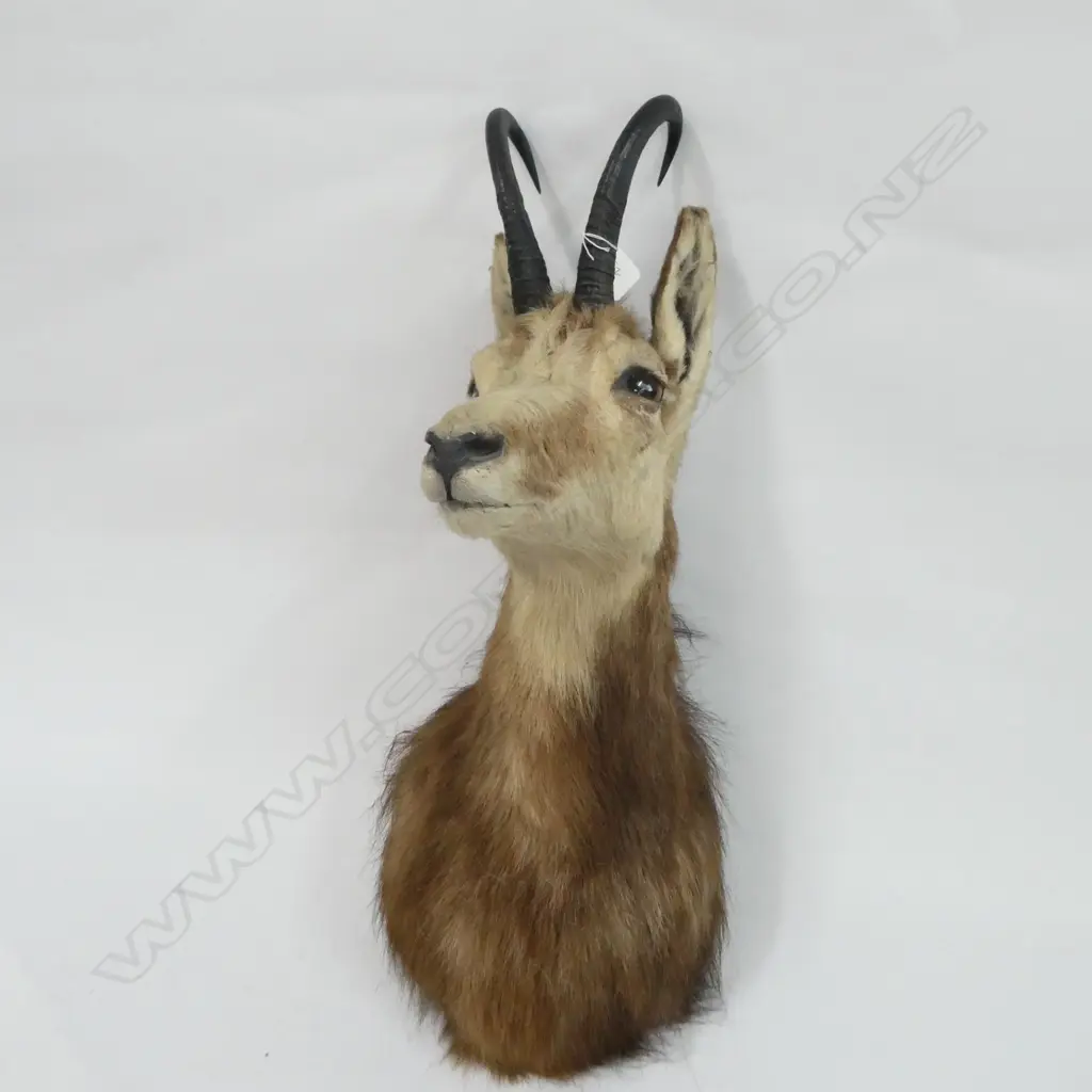 ALPINE CHAMOIS HEAD TAXIDERMY WALL MOUNT H550MM  Image 1++
