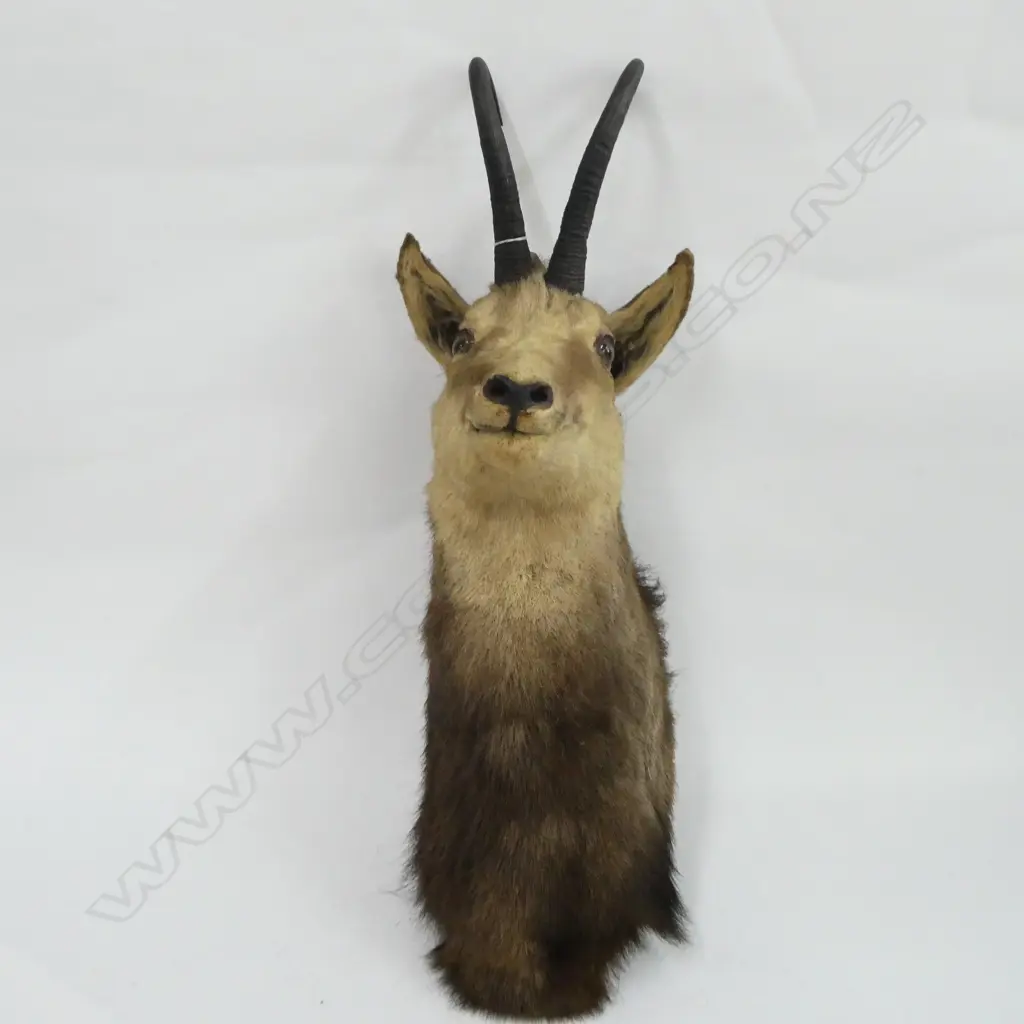 ALPINE CHAMOIS HEAD TAXIDERMY WALL MOUNT H680MM  Image 1++