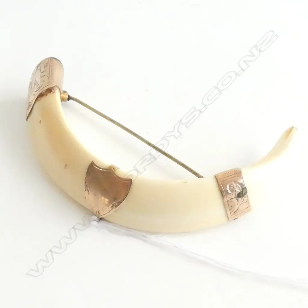 C1900 BOARS TUSK BROOCH 9ct MOUNTS. W.100mm Image 1++