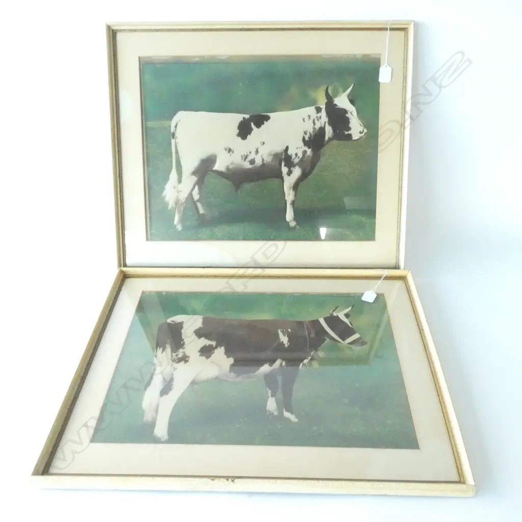 PAIR OF FRAMED COW PRINTS 380 X 500MM Image 1++