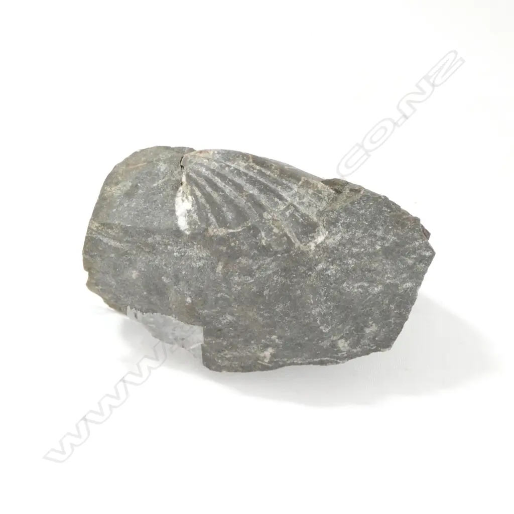 FOSSILISED ROCK L 90MM Image 1++