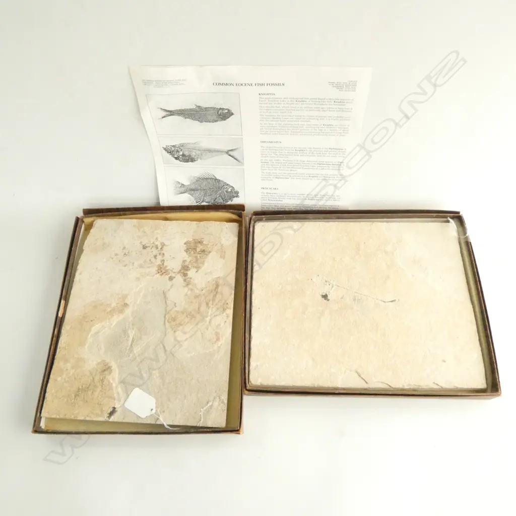 TWO BOXED JAPANESE STONE FOSSIL FISH. 265 X 215MM Image 1++