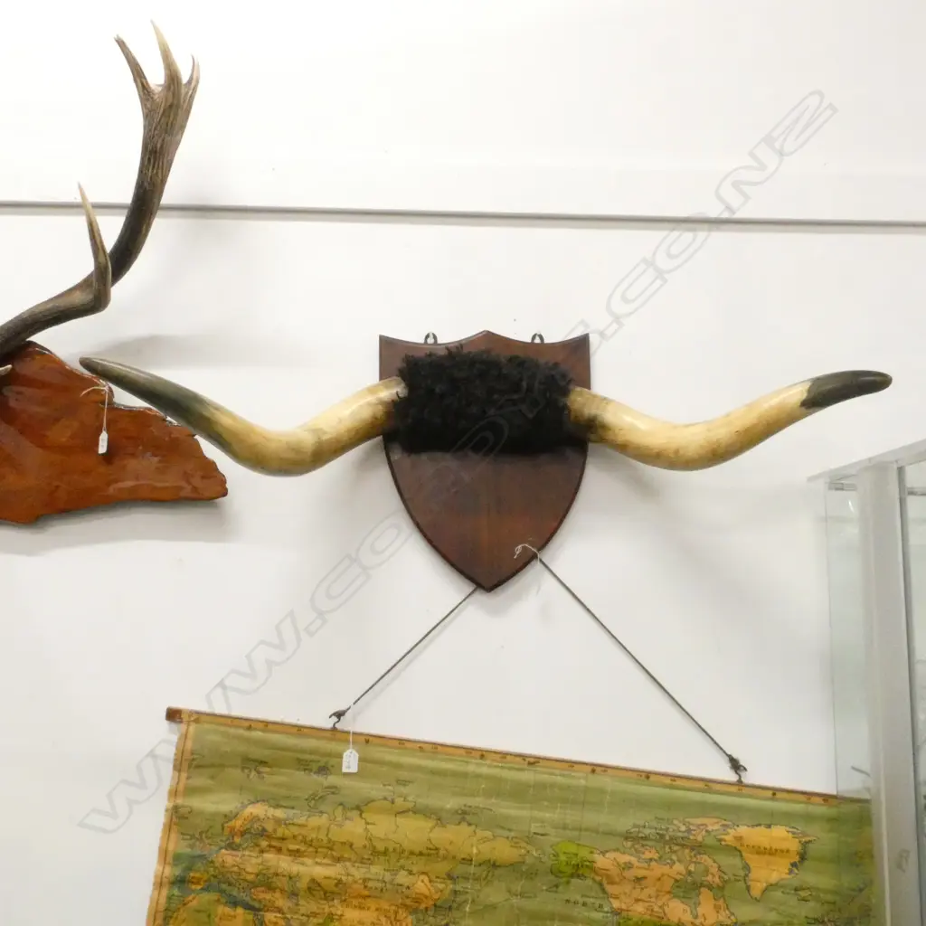 PR SHIELD MOUNTED OXEN HORNS Image 1++