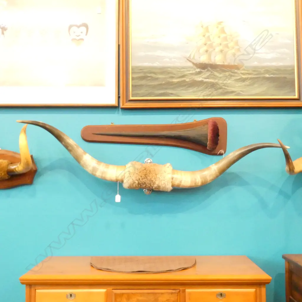 CATTLE HORNS TAXIDERMY HIDE WALL MOUNT W1300MM  Image 1++