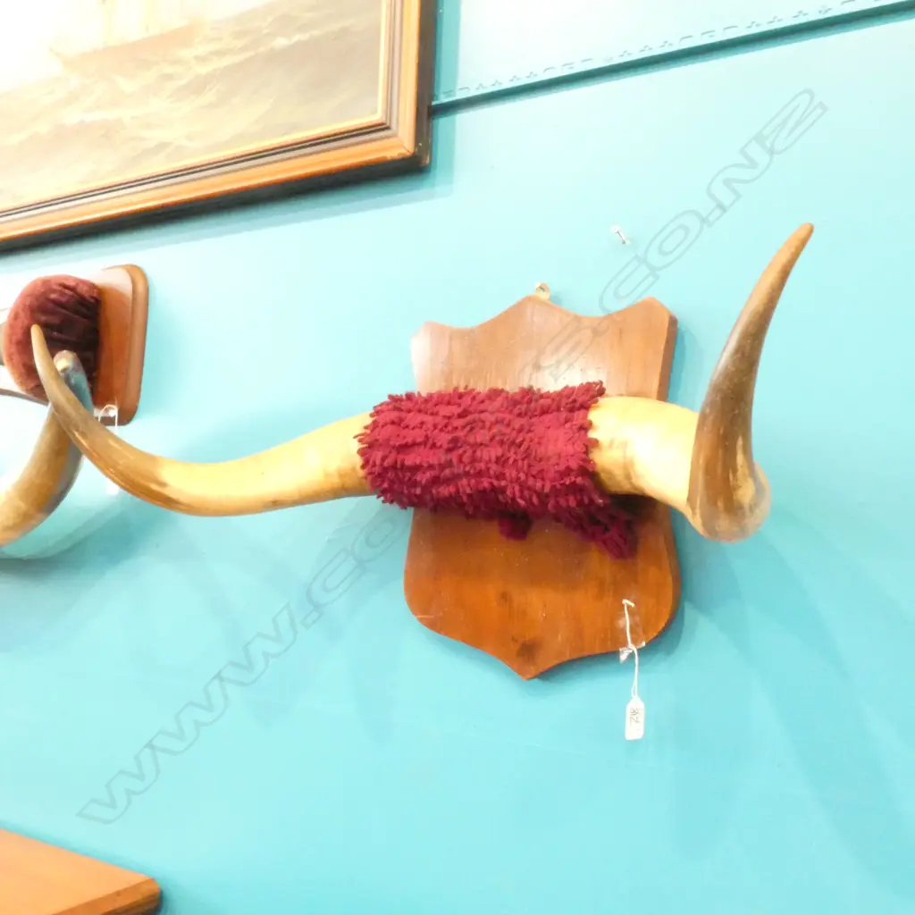 PR SHIELD MOUNTED OXEN HORNS Image 1++