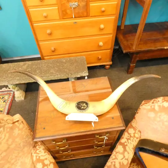 CATTLE HORNS WITH PAUA SHELL INLAY PLAQUE WITH INSCRIPTION 'WHANGAREI DEEP SEA ANGLERS CLUB, TUTUKAKA NZ' W950MM