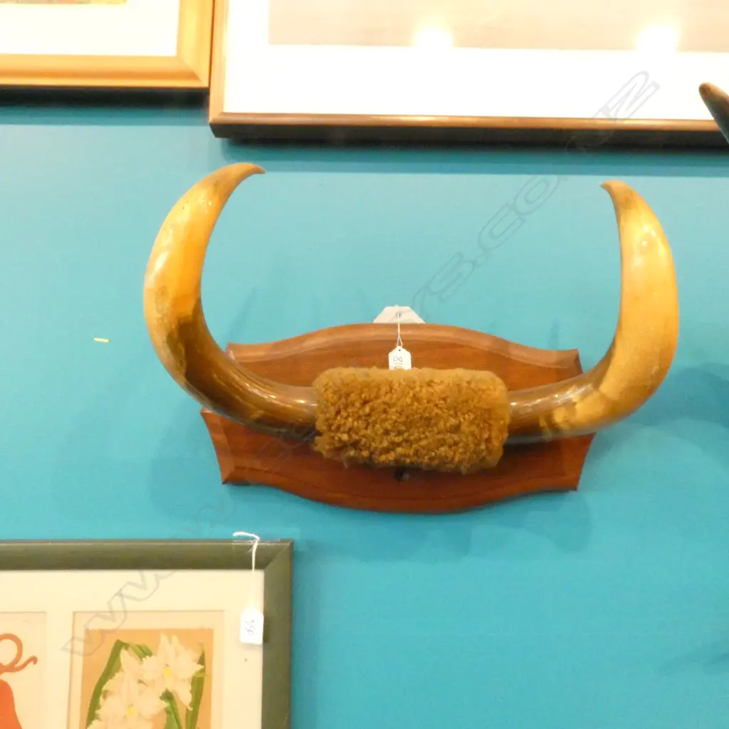 CATTLE HORNS TAXIDERMY HIDE ON WOODEN WALL MOUNT W480MM  Image 1++