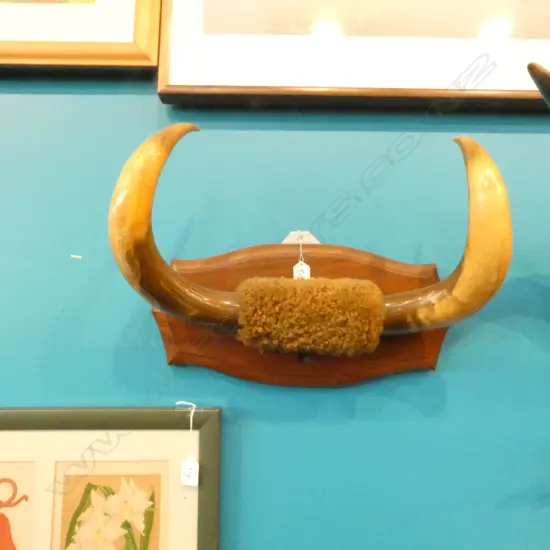 CATTLE HORNS TAXIDERMY HIDE ON WOODEN WALL MOUNT W480MM 