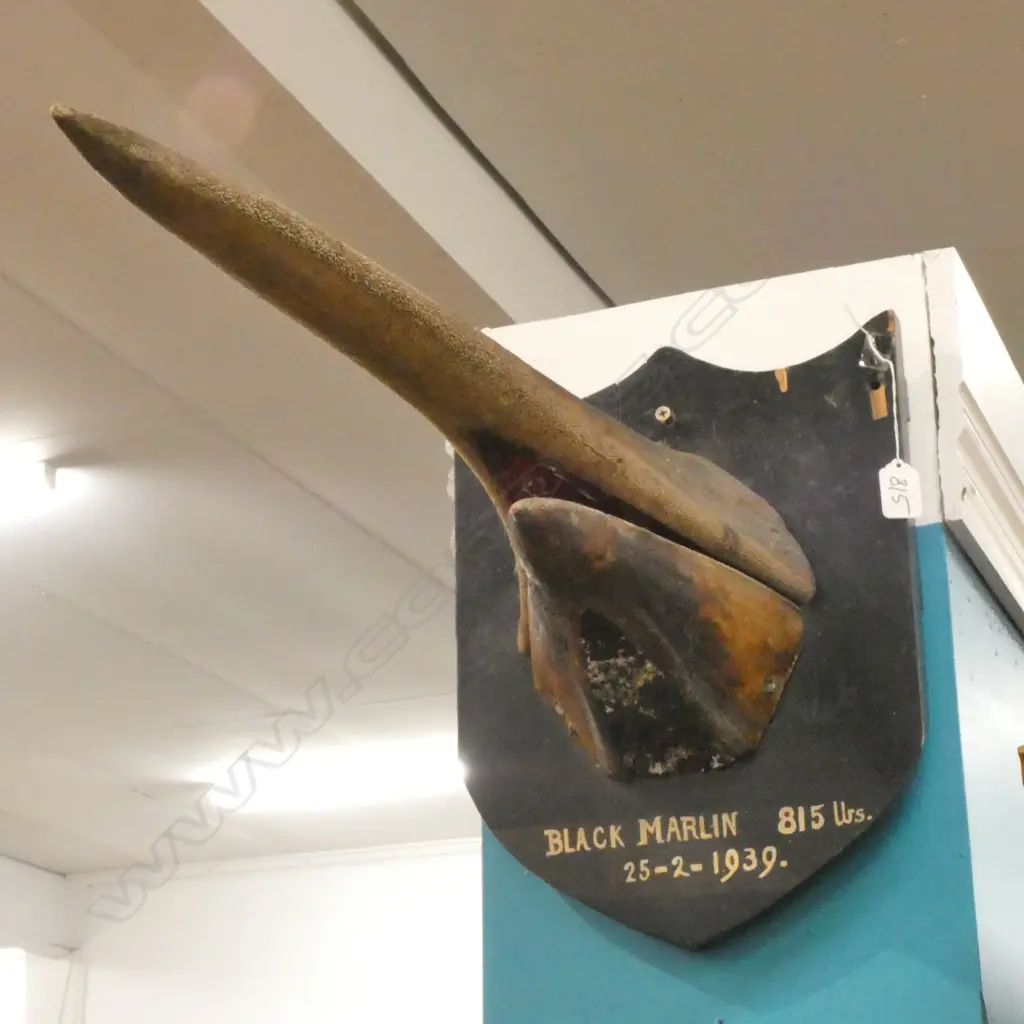 BLACK MARLIN ON EBONY WOOD WALL MOUNT 'BLACK MARLIN 815 URS 25-2-1939' H400MM D700MM Image 1++