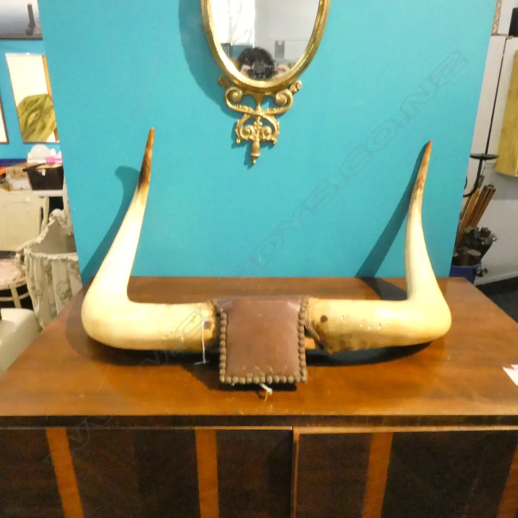 BULL HORNS STUD INLAY LEATHER WALL MOUNT W750MM H400MM Image 1++
