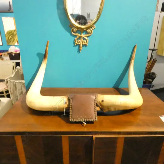 BULL HORNS STUD INLAY LEATHER WALL MOUNT W750MM H400MM