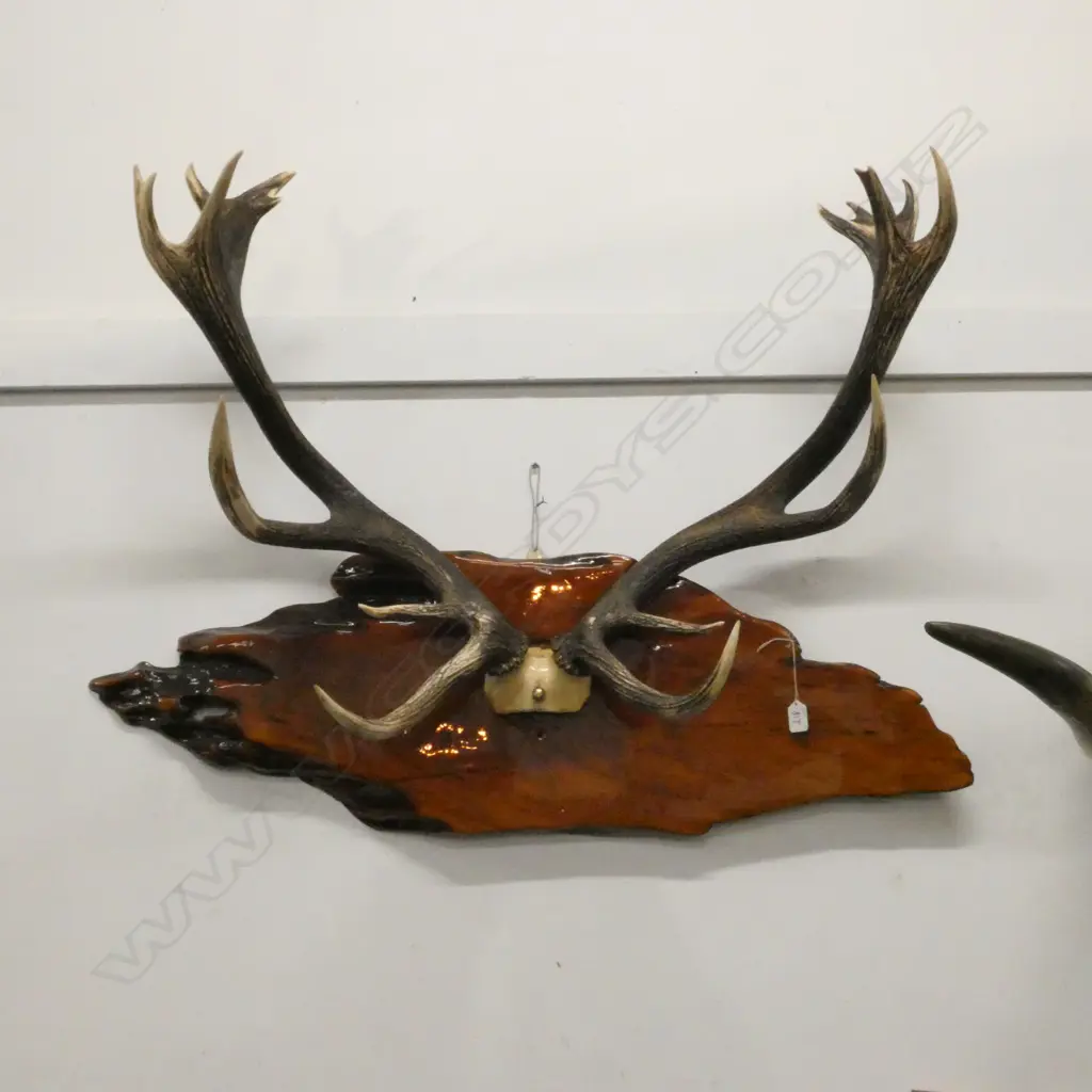 STAG ANTLERS 14 POINTS TOP OF SKULL ATTACHED TO WOOD WALL MOUNT Image 1++