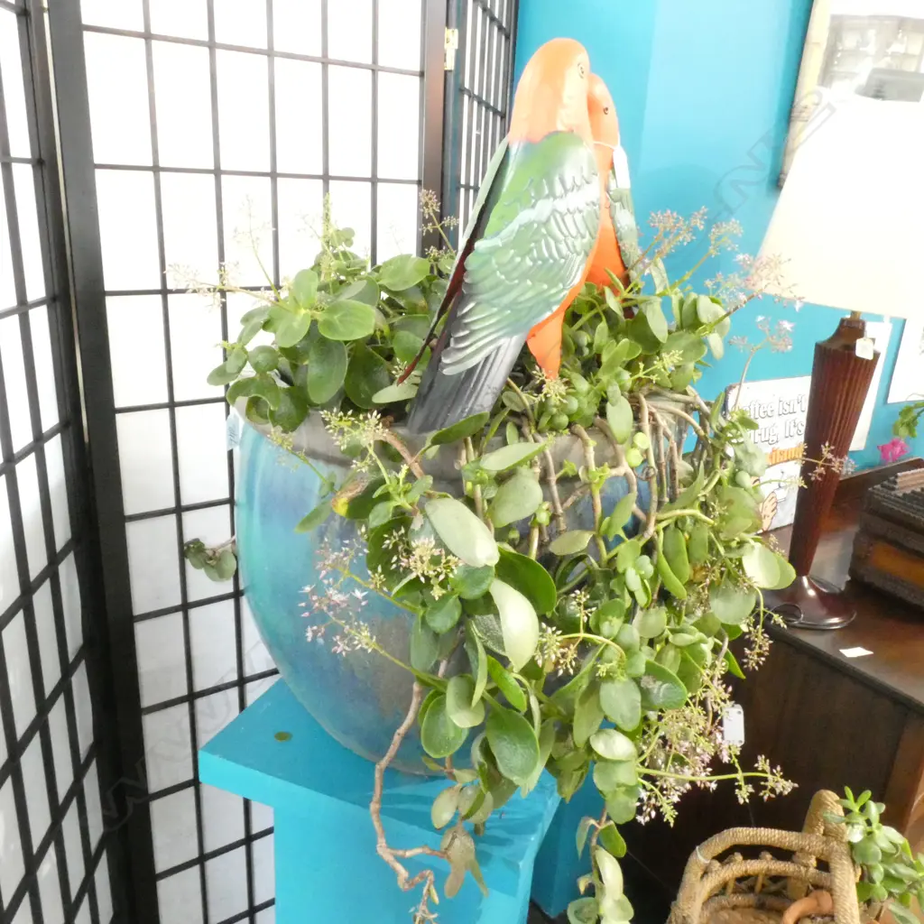 POT PLANT SUCCULENT  Image 1++