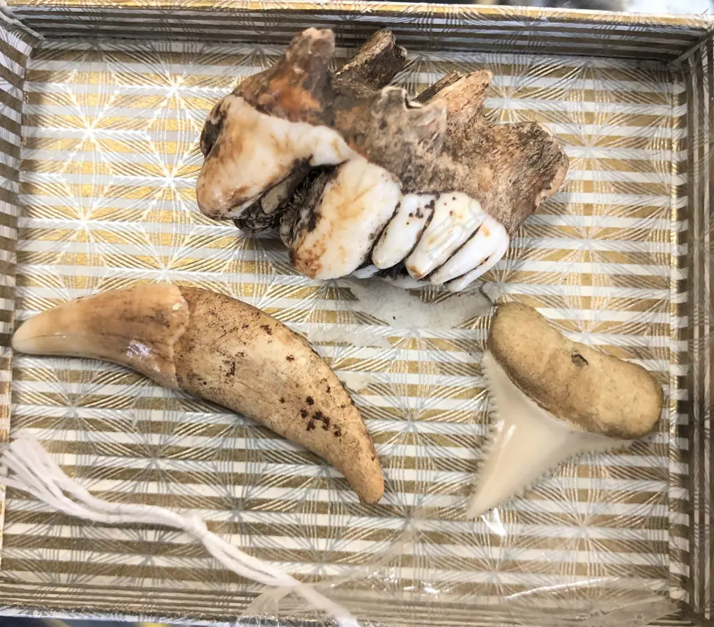 3 TEETH; SHARK, DOG + ANIMAL MOLAR Image 1++