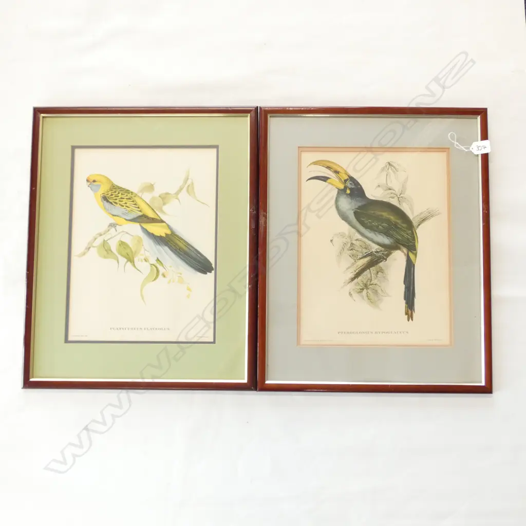 PR 20thC  FRAMED TROPICAL BIRD PRINTS by GOULD for HULLMANDEL 360 x 275mm image Image 1++