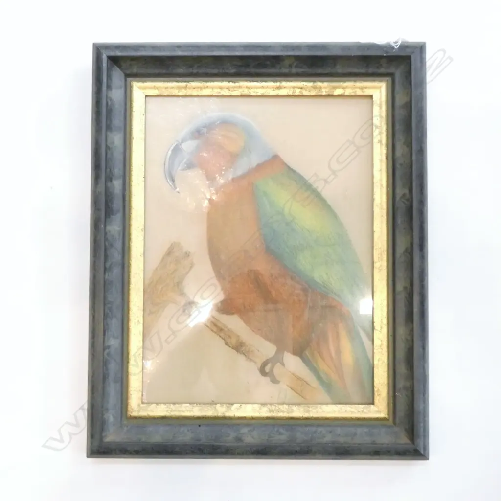 PASTEL PAINING - PARROT 430X 530MM Image 1++