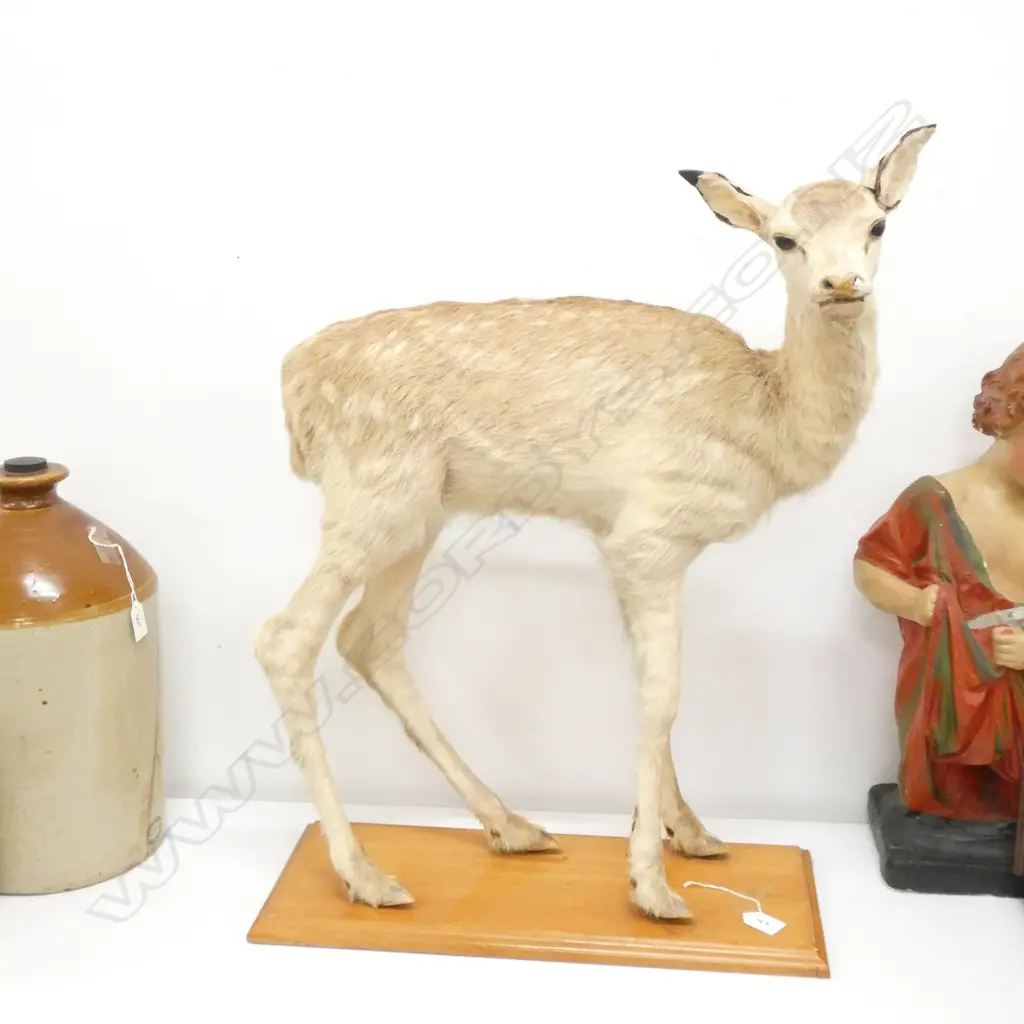 TAXIDERMIED FULL MOUNT YOUNG DEER H. 660MM Image 1++