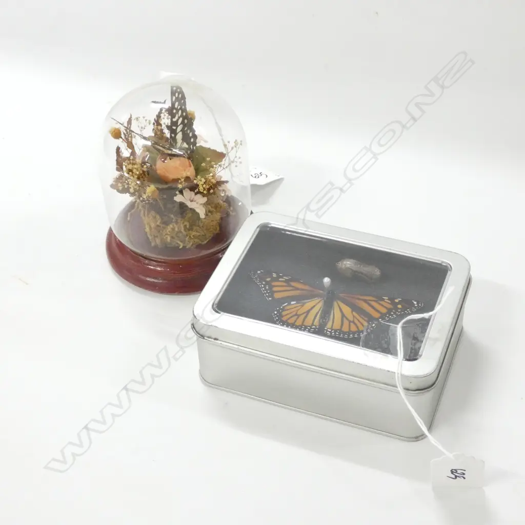 2 TAXIDERMY BUTTERFLIES  Image 1++
