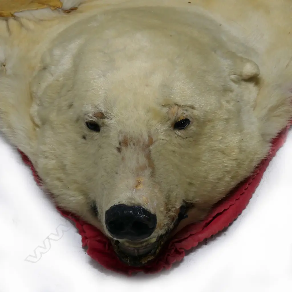 A large vintage polar bear skin Image 1++
