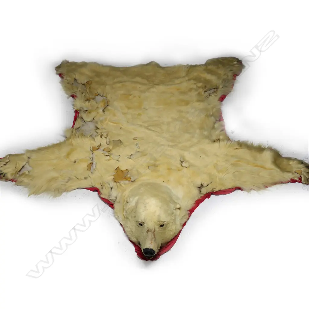 A large vintage polar bear skin Image 1++