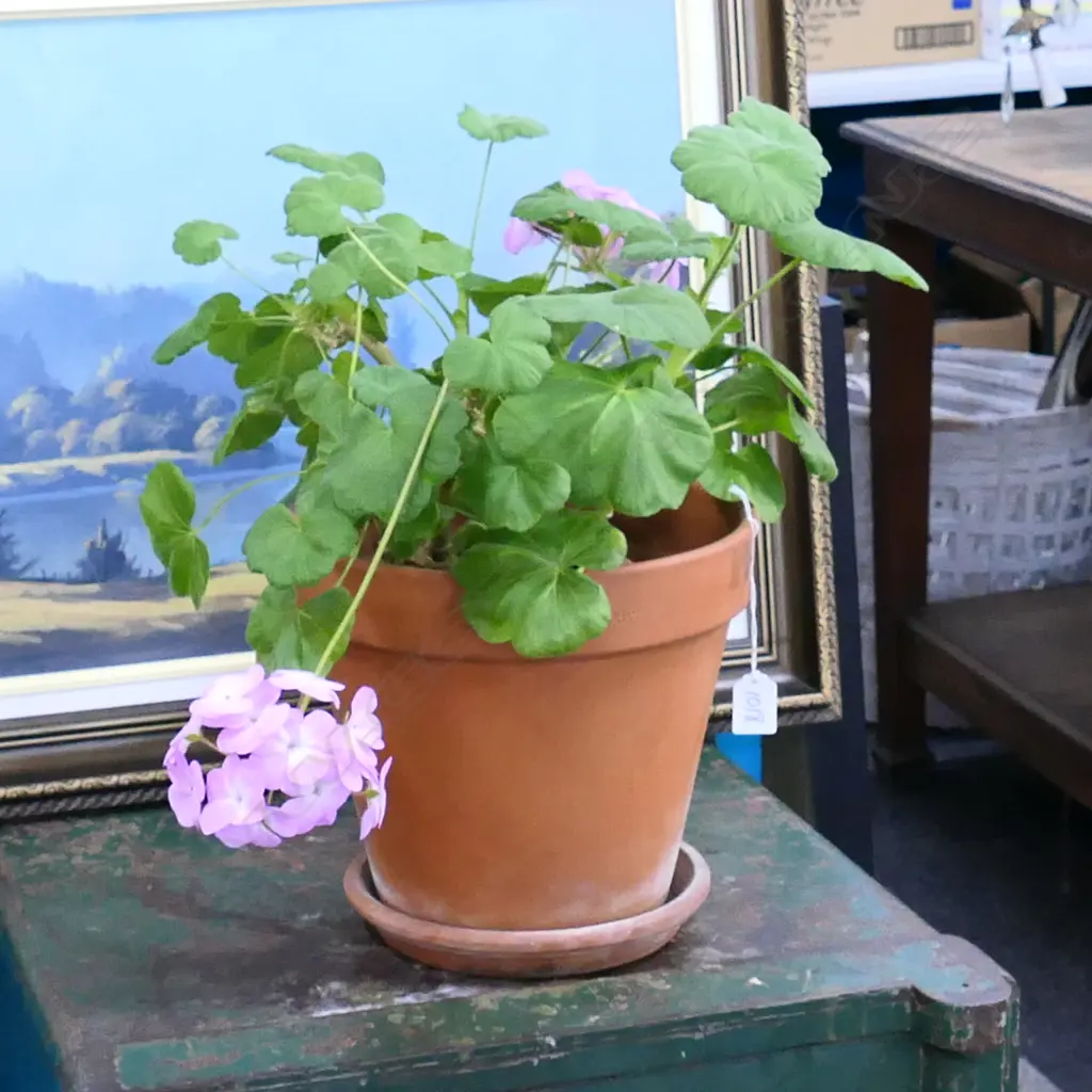 POTTED PINK GERANIUM H. 450MM Image 1++