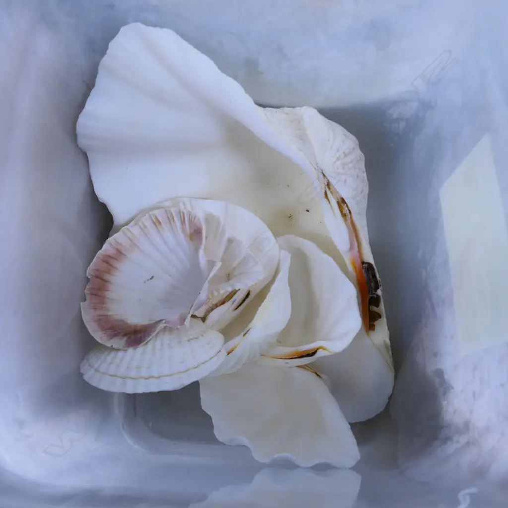 COLLECTION OF SHELLS Image 1++