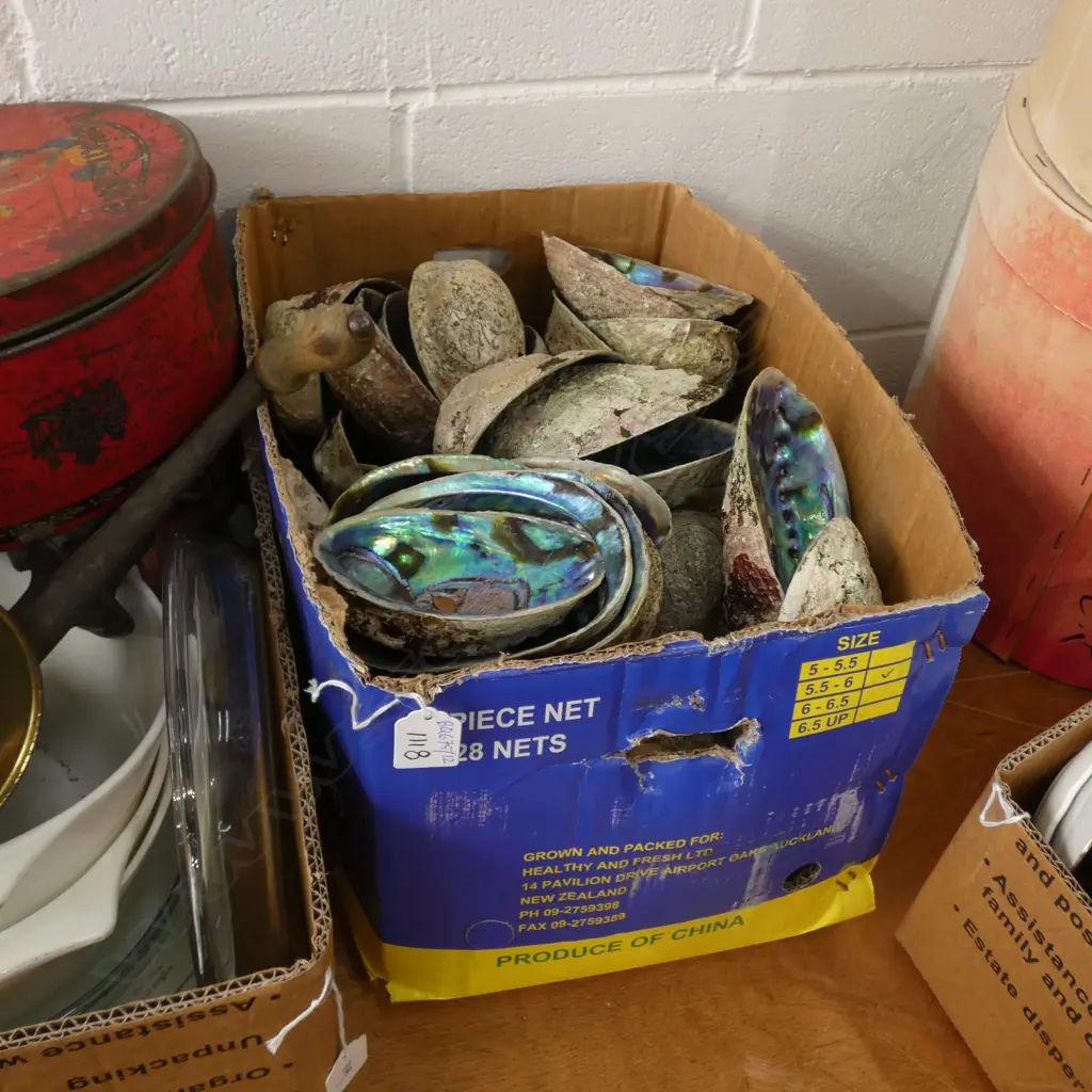 BOX LOT PAUA SHELLS  Image 1++