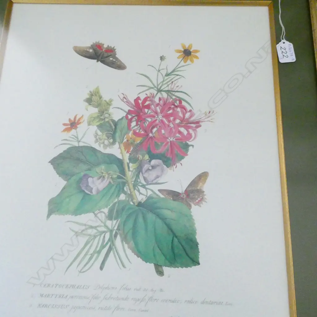 THREE BOTANICAL PRINTS H 670 MM Image 1++