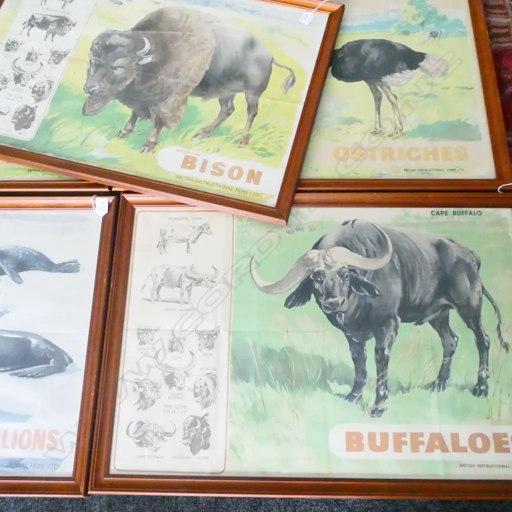 7 ANIMAL PRINTS; OSTRICH, YAK, SEALS, CAMEL, BISON, BUFFALO, TIGER 495 X 750MM Image 1++