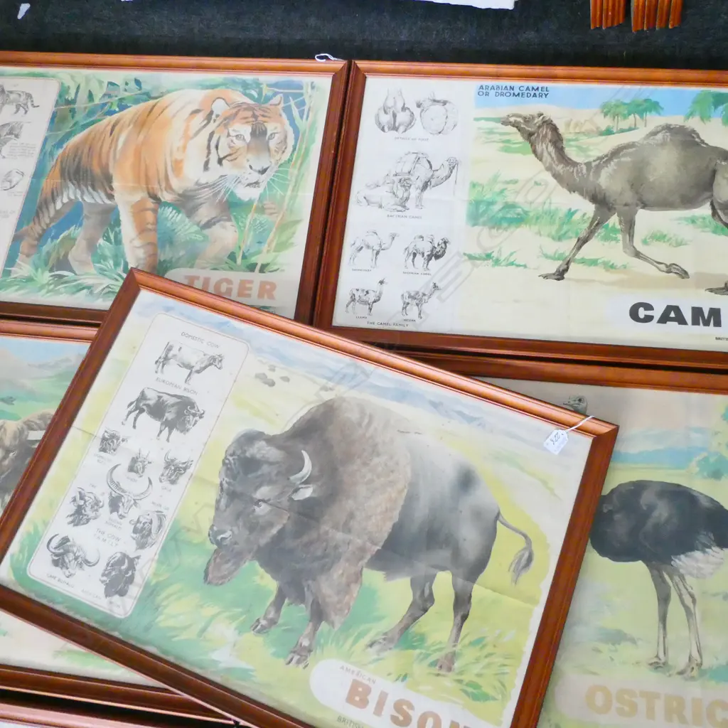 7 ANIMAL PRINTS; OSTRICH, YAK, SEALS, CAMEL, BISON, BUFFALO, TIGER 495 X 750MM Image 1++