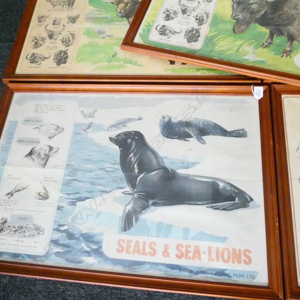 7 ANIMAL PRINTS; OSTRICH, YAK, SEALS, CAMEL, BISON, BUFFALO, TIGER 495 X 750MM Image 1++