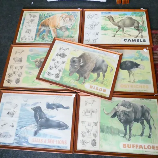 7 ANIMAL PRINTS; OSTRICH, YAK, SEALS, CAMEL, BISON, BUFFALO, TIGER 495 X 750MM