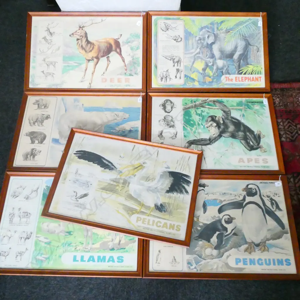 7 ANIMAL PRINTS; PELICAN, ELEPHANT, DEER, PENGUIN, APE, POLAR BEAR, LLAMA 495 X 750MM Image 1++