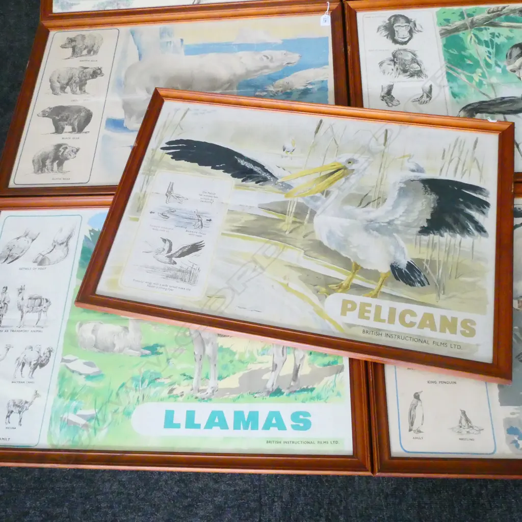 7 ANIMAL PRINTS; PELICAN, ELEPHANT, DEER, PENGUIN, APE, POLAR BEAR, LLAMA 495 X 750MM Image 1++
