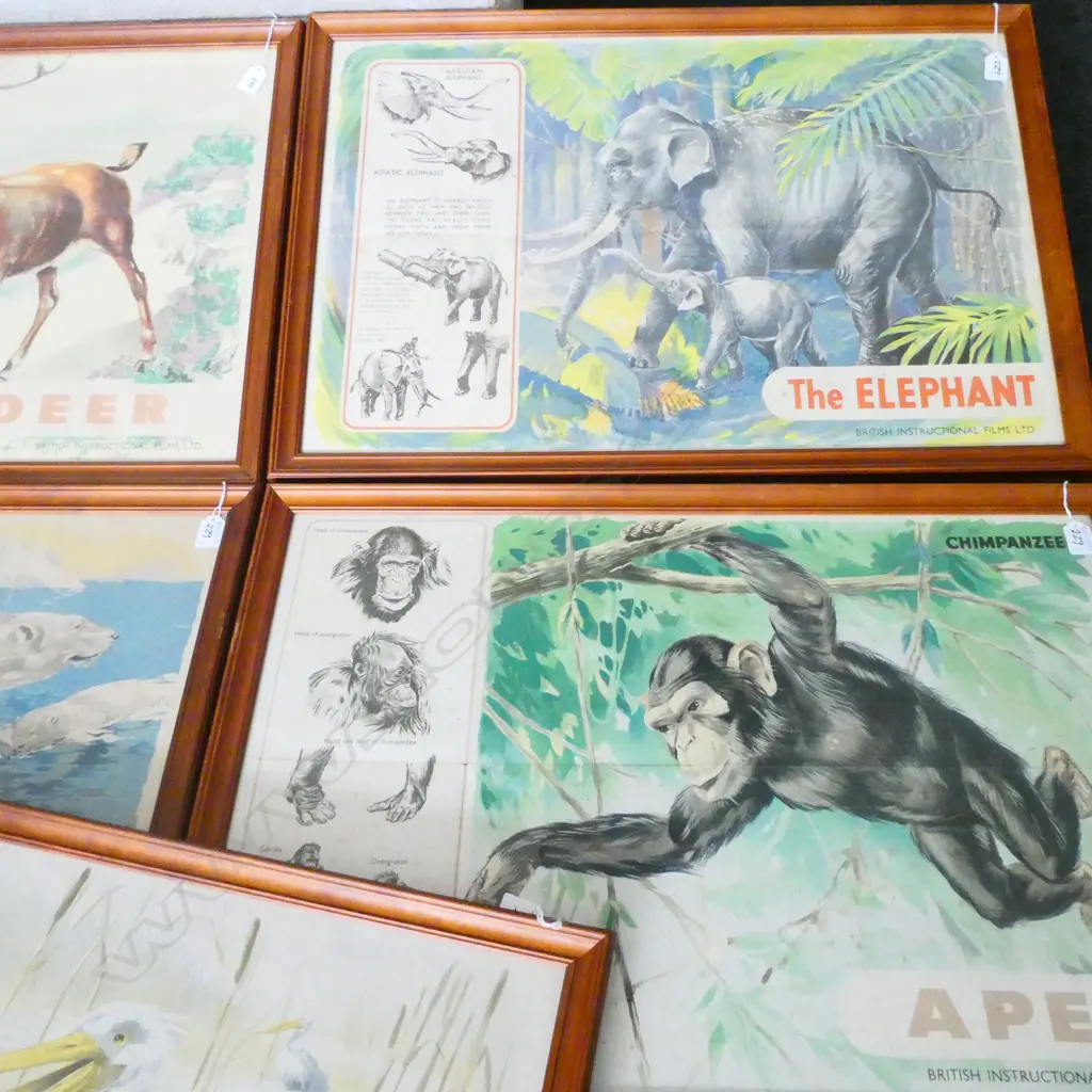 7 ANIMAL PRINTS; PELICAN, ELEPHANT, DEER, PENGUIN, APE, POLAR BEAR, LLAMA 495 X 750MM Image 1++