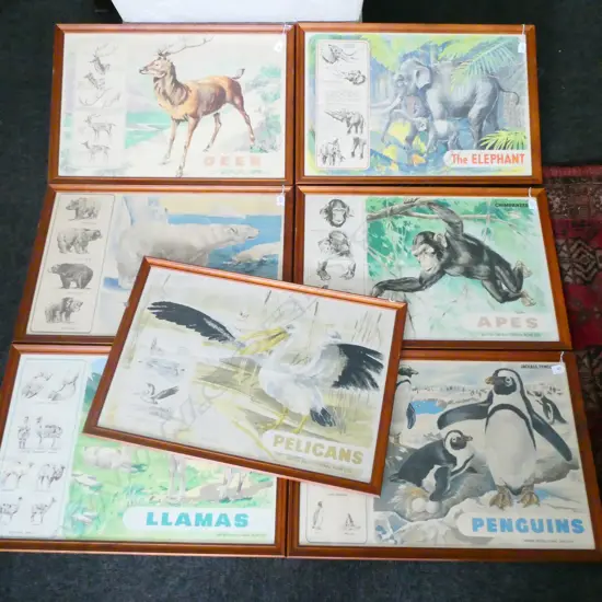 7 ANIMAL PRINTS; PELICAN, ELEPHANT, DEER, PENGUIN, APE, POLAR BEAR, LLAMA 495 X 750MM