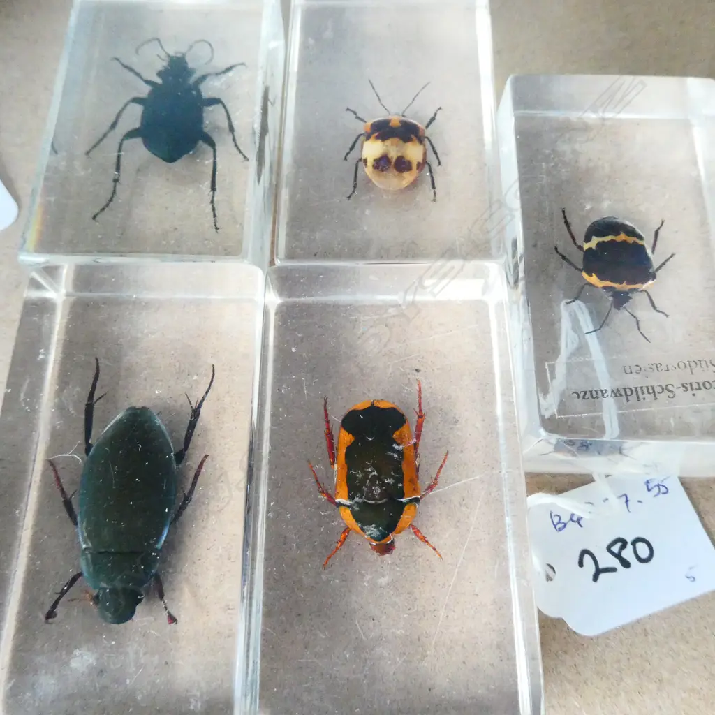 5 INSECT SPECIMENS IN ACRYLIC Image 1++
